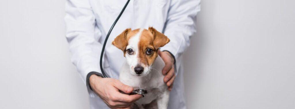 Private Prescription Veterinary